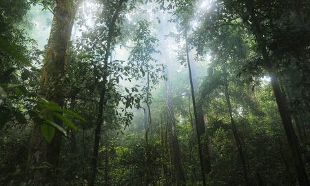 foreste tropicali