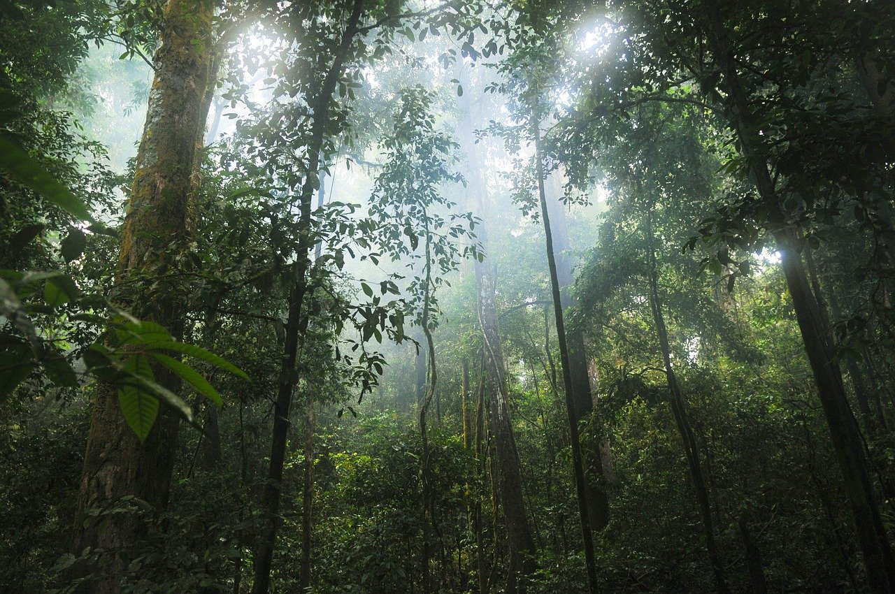 foreste tropicali