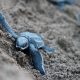 tartarughe in pericolo plastica
