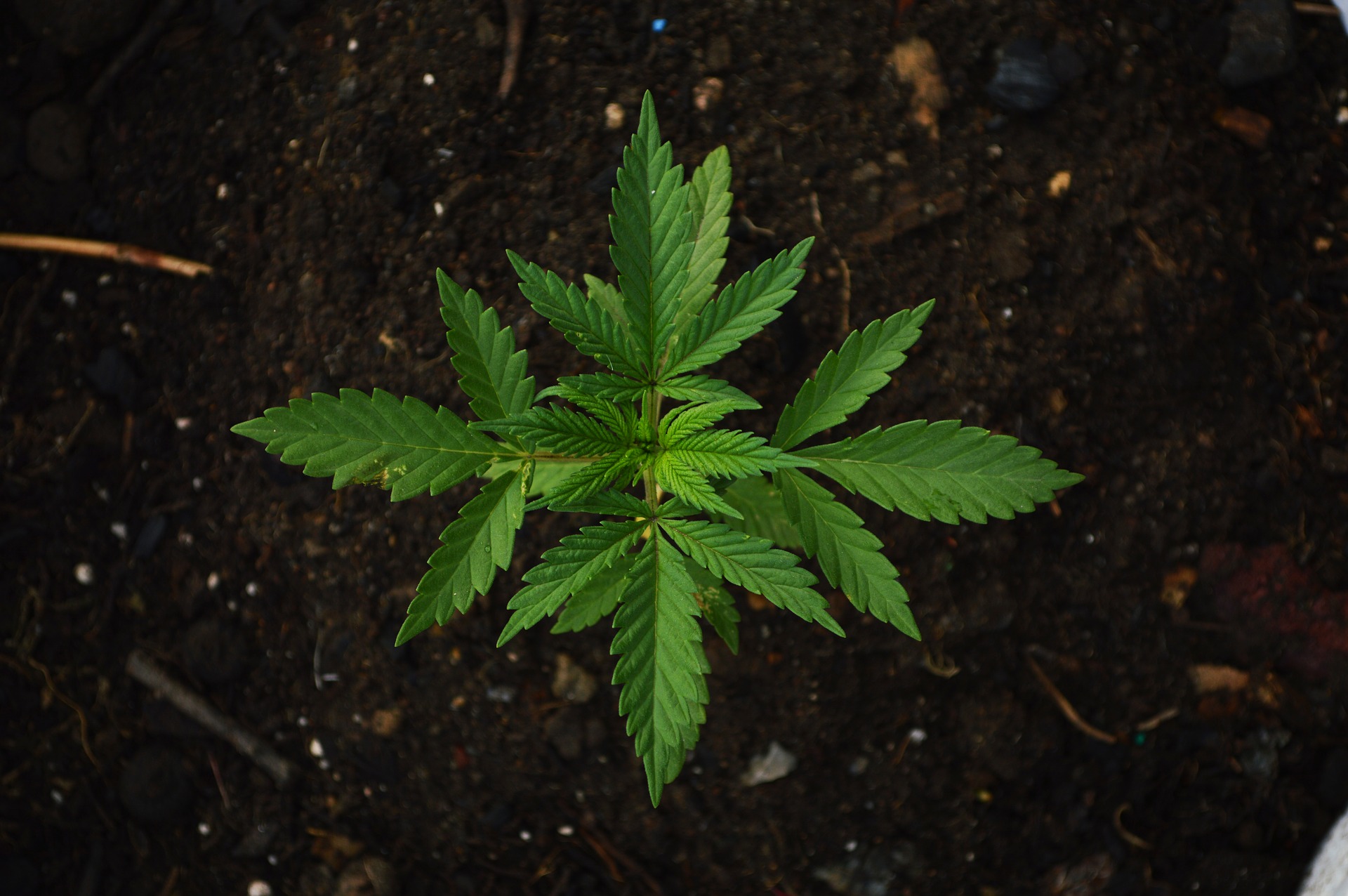 legalizzazione-cannabis
